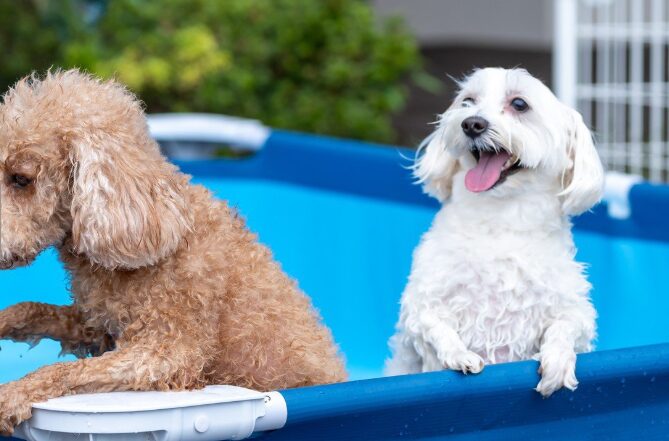 熱川オーシャンリゾート　犬